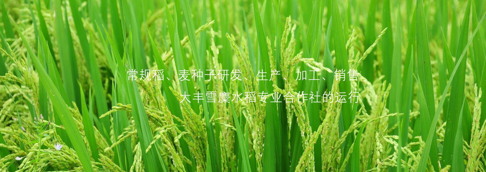 江苏焦点富硒农业有限公司